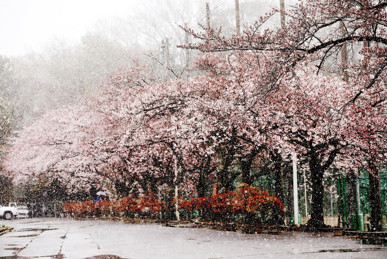 磐城高の敷地に咲く桜も、すっかり雪化粧していた（撮影・野上伸悟）