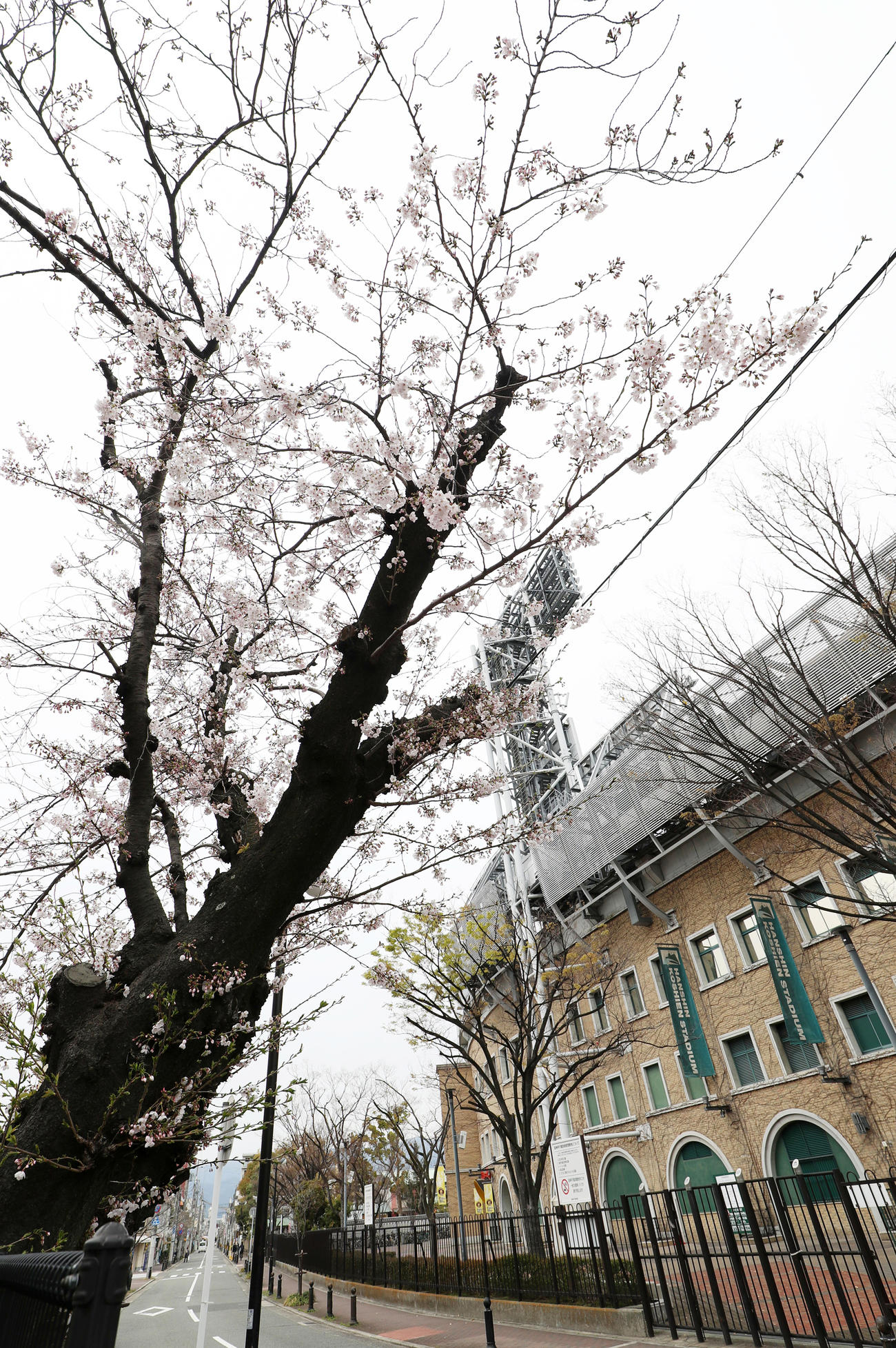甲子園球場周辺には桜が咲き誇っている（撮影・加藤哉）