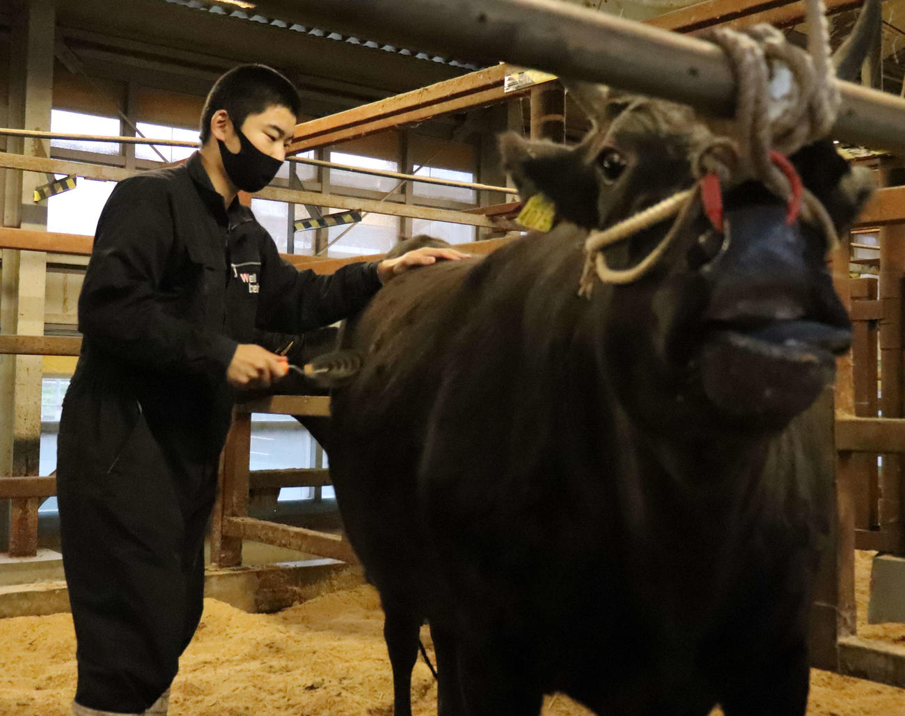 肥育している松阪牛をブラッシングする相可・山口椋太郎（撮影・三宅ひとみ）