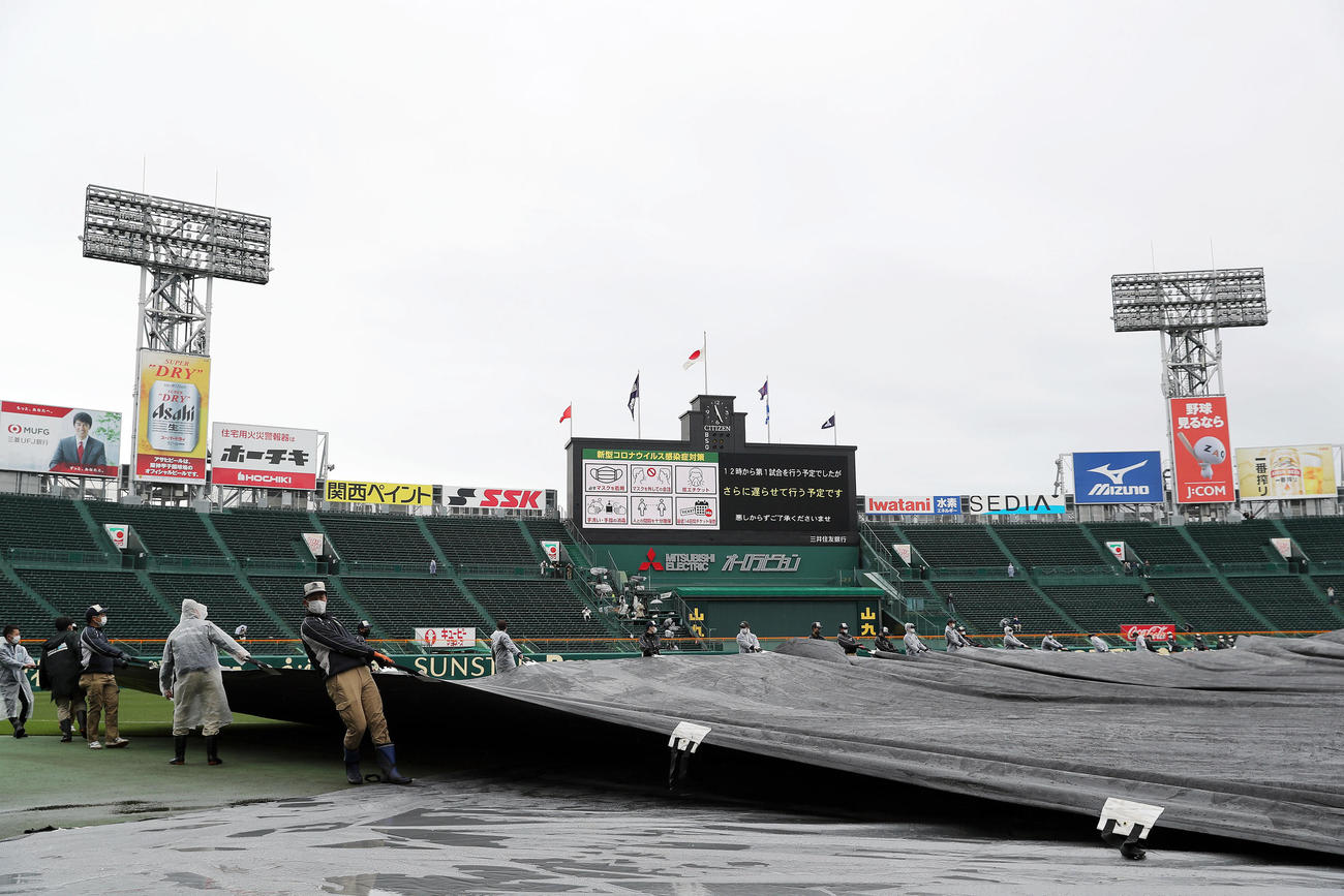 雨が弱まり、内野に敷かれたシートをはがす阪神園芸の職員ら（撮影・前田充）