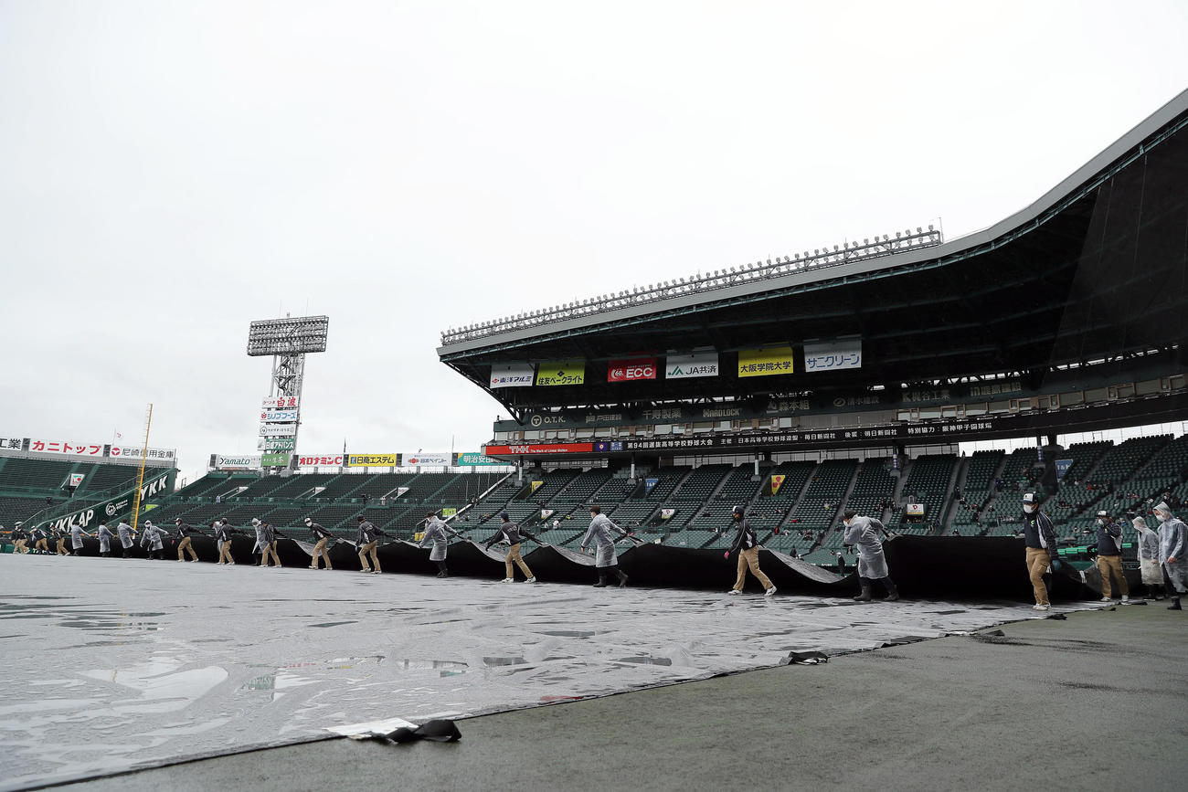 雨が弱まり、内野に敷かれたシートをはがす阪神園芸の職員ら（撮影・前田充）