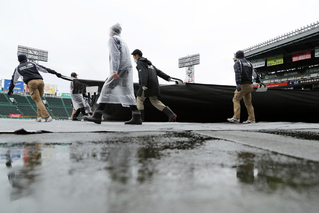 雨が弱まり、内野に敷かれたシートをはがす阪神園芸の職員ら（撮影・前田充）