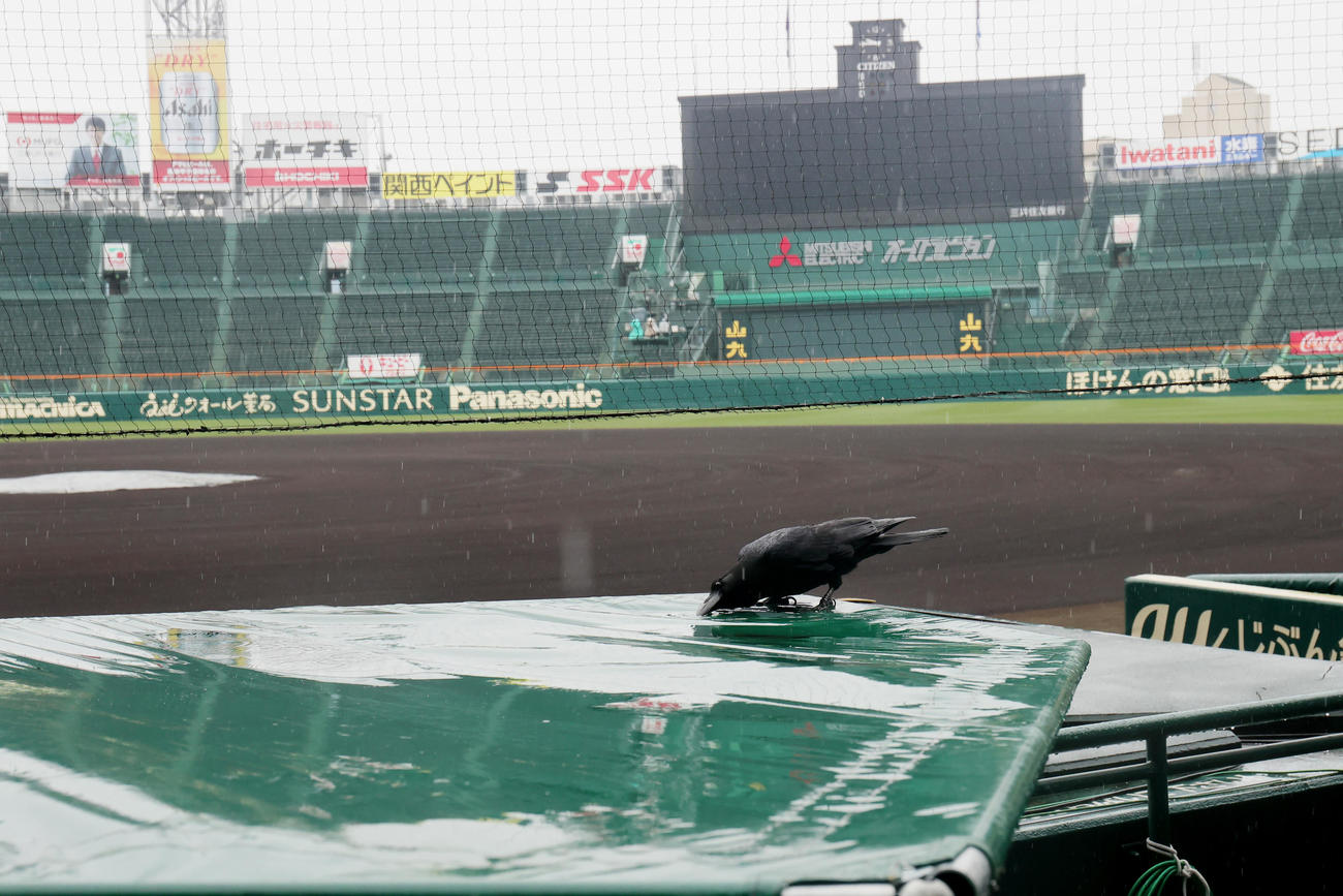 センバツ高校野球第8日が雨天順延となった無人の甲子園球場には、水たまりの水を飲むカラスの姿が（撮影・野上伸悟）