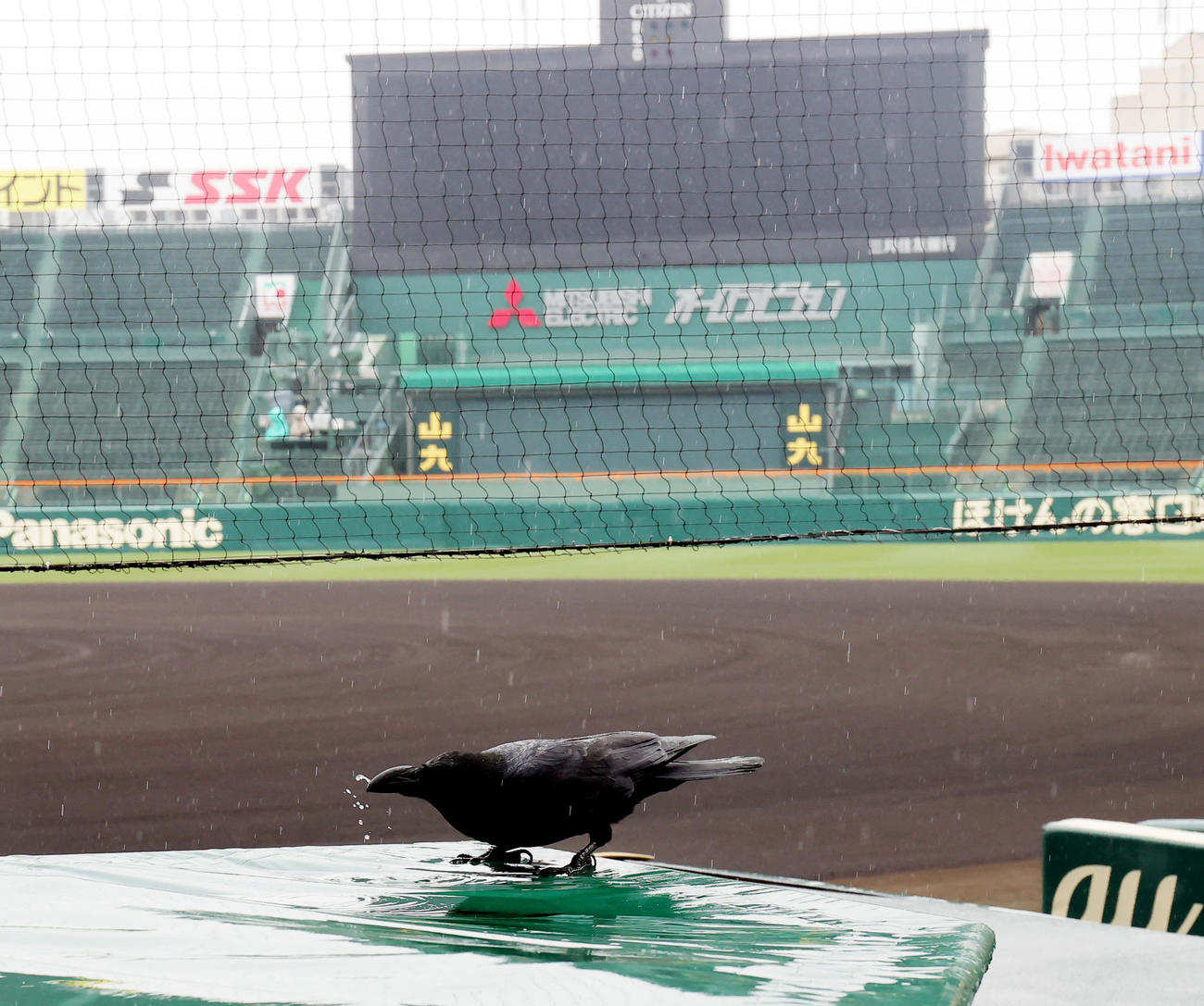 センバツ高校野球第8日は雨天順延となった。無人の甲子園球場には、水たまりの水を飲むカラスの姿が（撮影・野上伸悟）