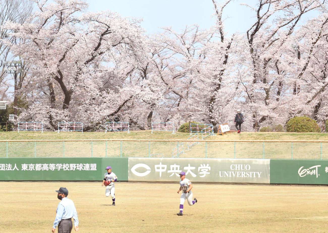 明大中野八王子対調布南　満開の桜を背にプレーする明大中野八王子の選手たち（撮影・阿部泰斉）