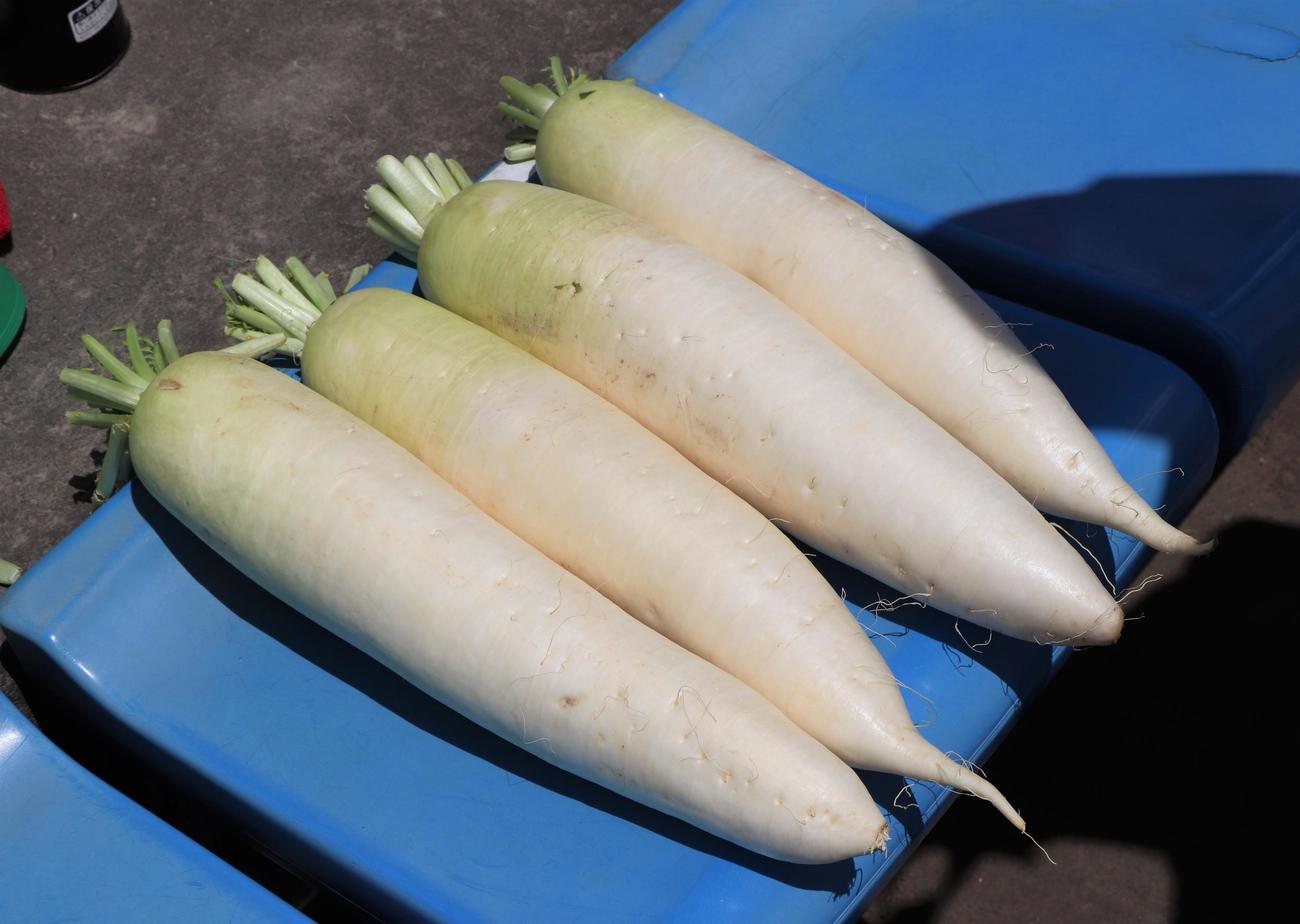 応援に使われる本物の大根（撮影・星夏穂）