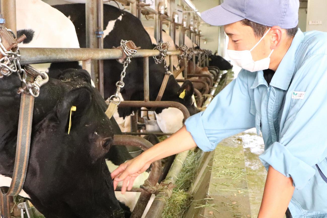 管理する牛に手を差し出す瑞穂農芸・田代主将（撮影・藤塚大輔）