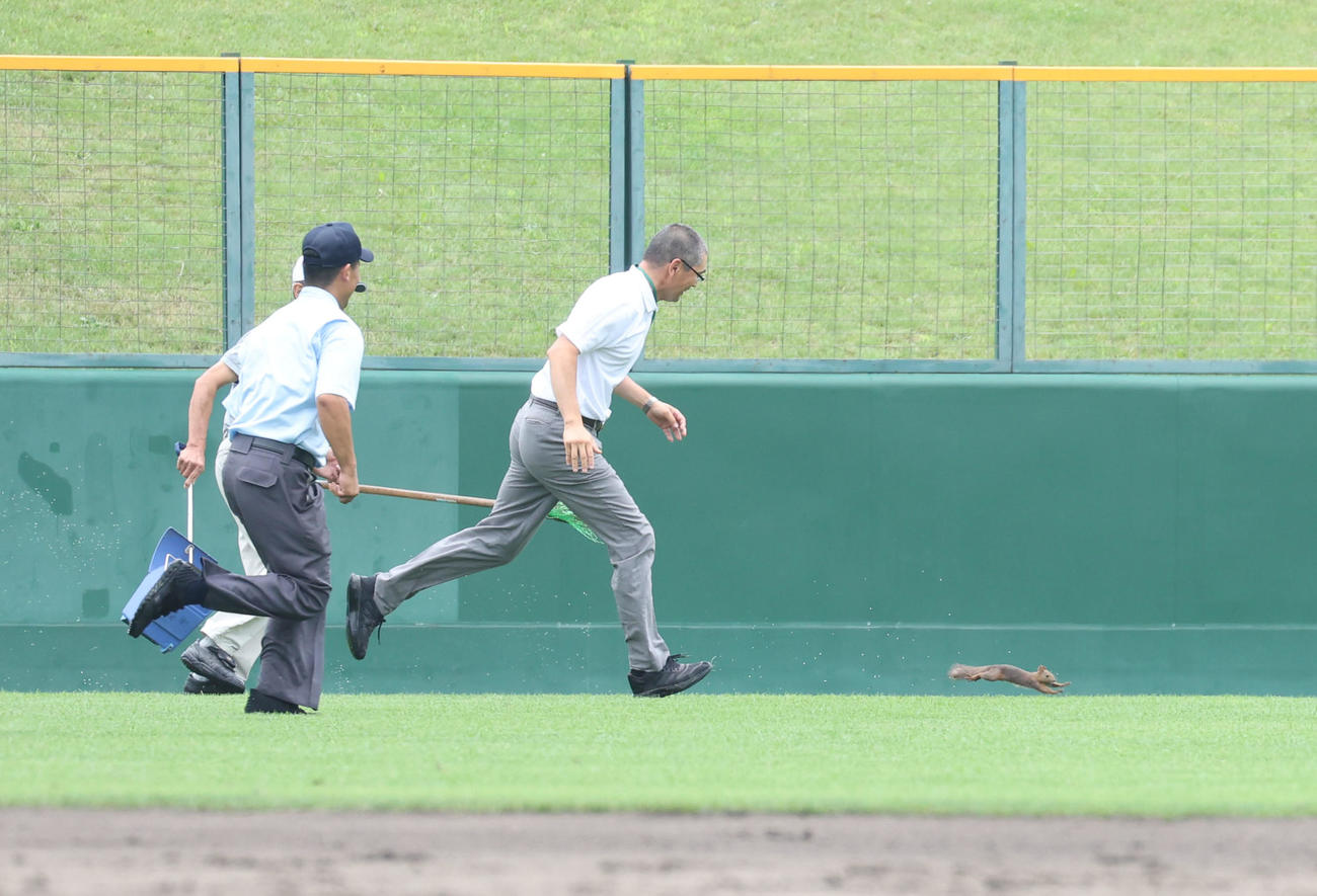 帯広農対旭川永嶺　試合中に乱入してきたエゾリス（撮影・佐藤翔太）
