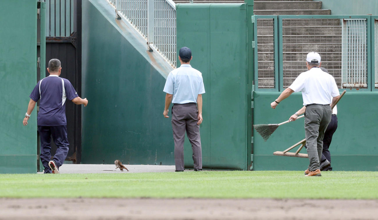 帯広農対旭川永嶺　試合中に乱入してきたエゾリスをグラウンド外に追い出すことに成功する（撮影・佐藤翔太）