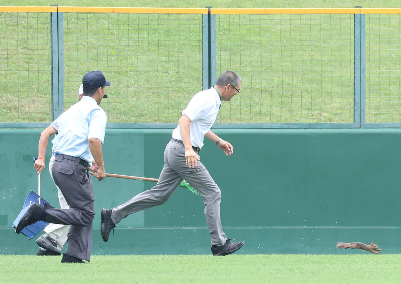 帯広農対旭川永嶺　試合中に乱入してきたエゾリスを追いかけるスタッフ（撮影・佐藤翔太）