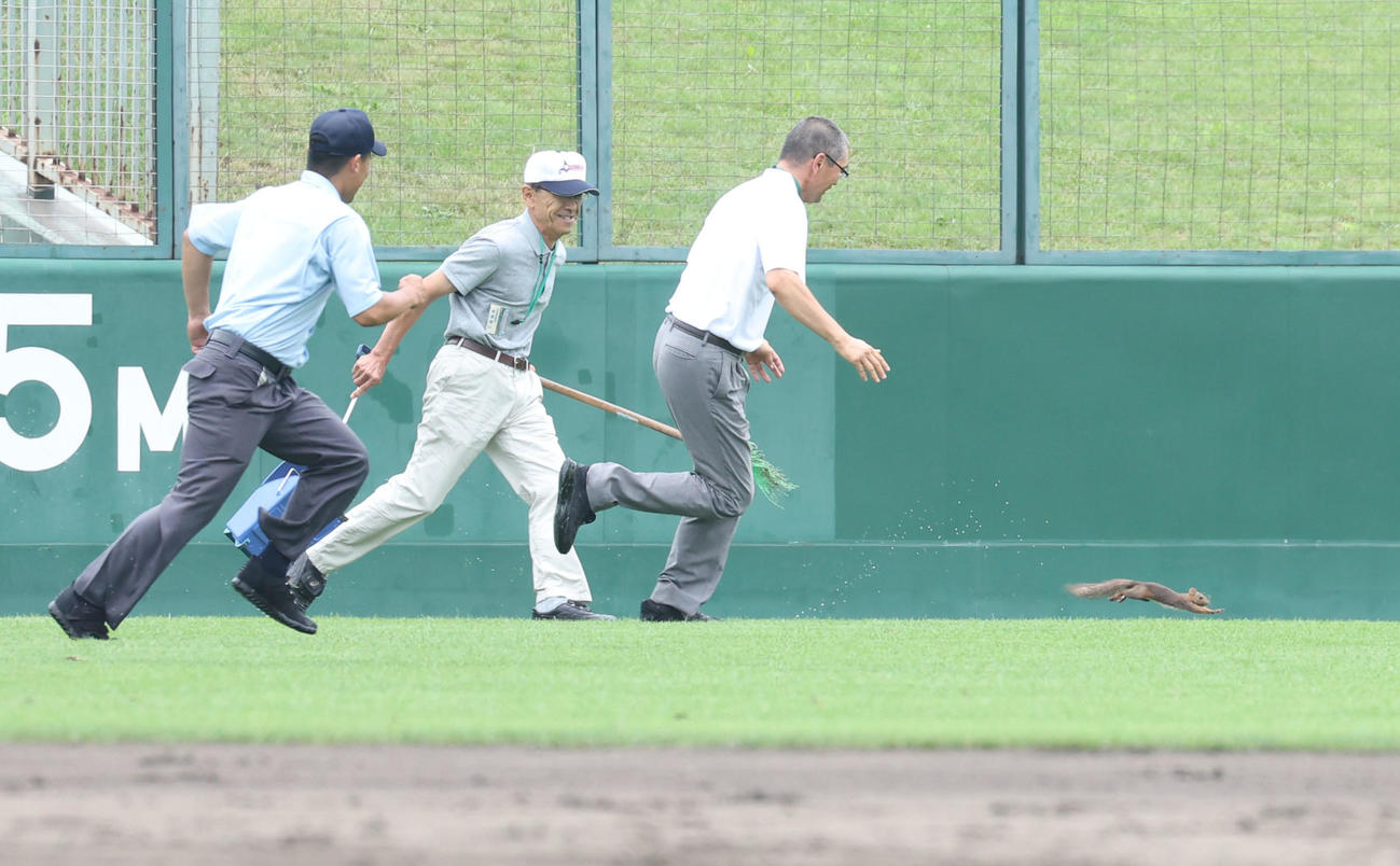 帯広農対旭川永嶺　試合中に乱入してきたエゾリスを追いかける高野連関係者と審判（撮影・佐藤翔太）