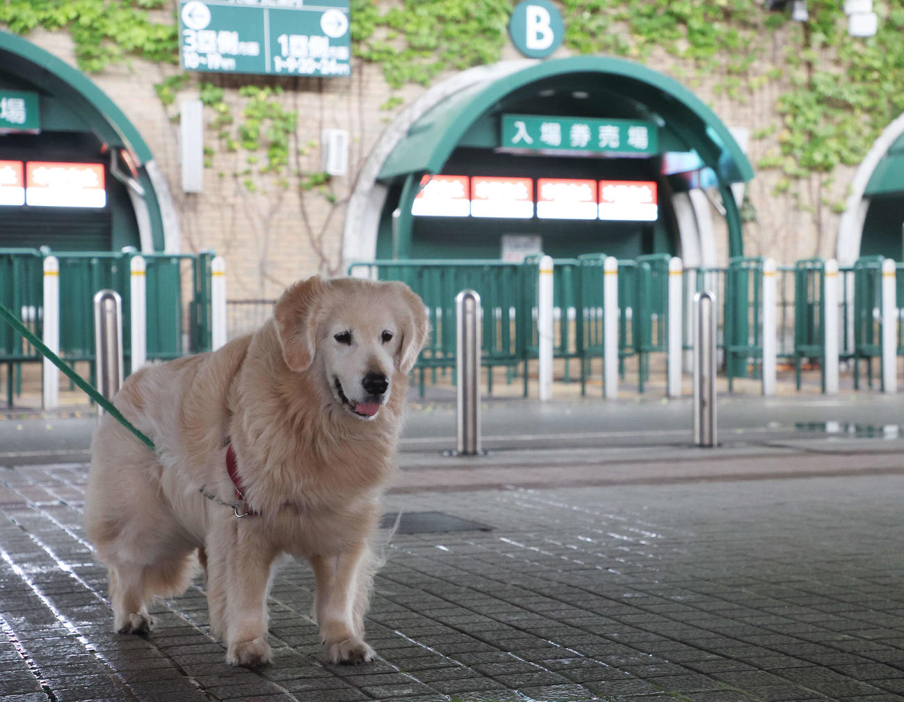 台風接近のため、試合が中止となった甲子園球場にやってきた犬（撮影・宮地輝）