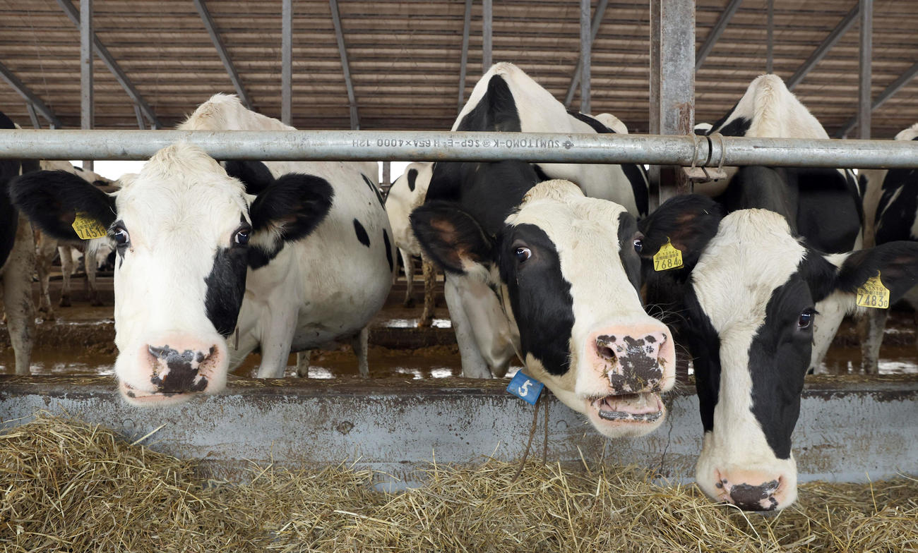 別海・千田の実家の牛たち（撮影・佐藤翔太）
