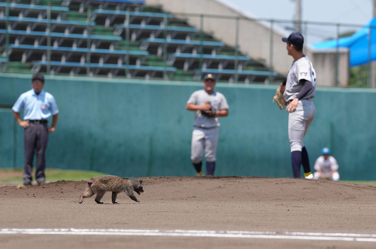 山村学園対西武台　ハクビシンがグラウンドに侵入し、試合が一時中断する（撮影・足立雅史）