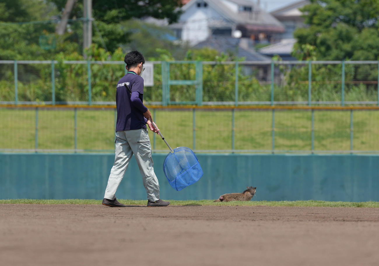 山村学園対西武台　グラウンドに侵入したハクビシンを捕獲する係員（撮影・足立雅史）