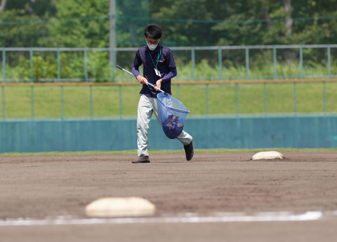 山村学園対西武台　グラウンドに侵入したハクビシンを捕獲する係員（撮影・足立雅史）