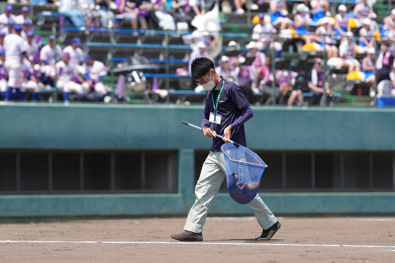 山村学園対西武台　グラウンドに侵入したハクビシンを捕獲する係員（撮影・足立雅史）