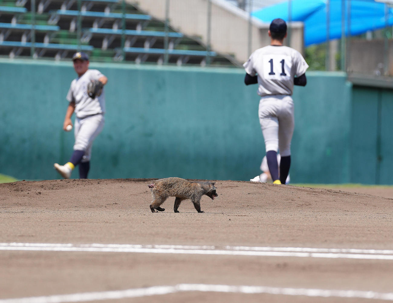 山村学園対西武台　ハクビシンがグラウンドに侵入し、試合が一時中断する（撮影・足立雅史）