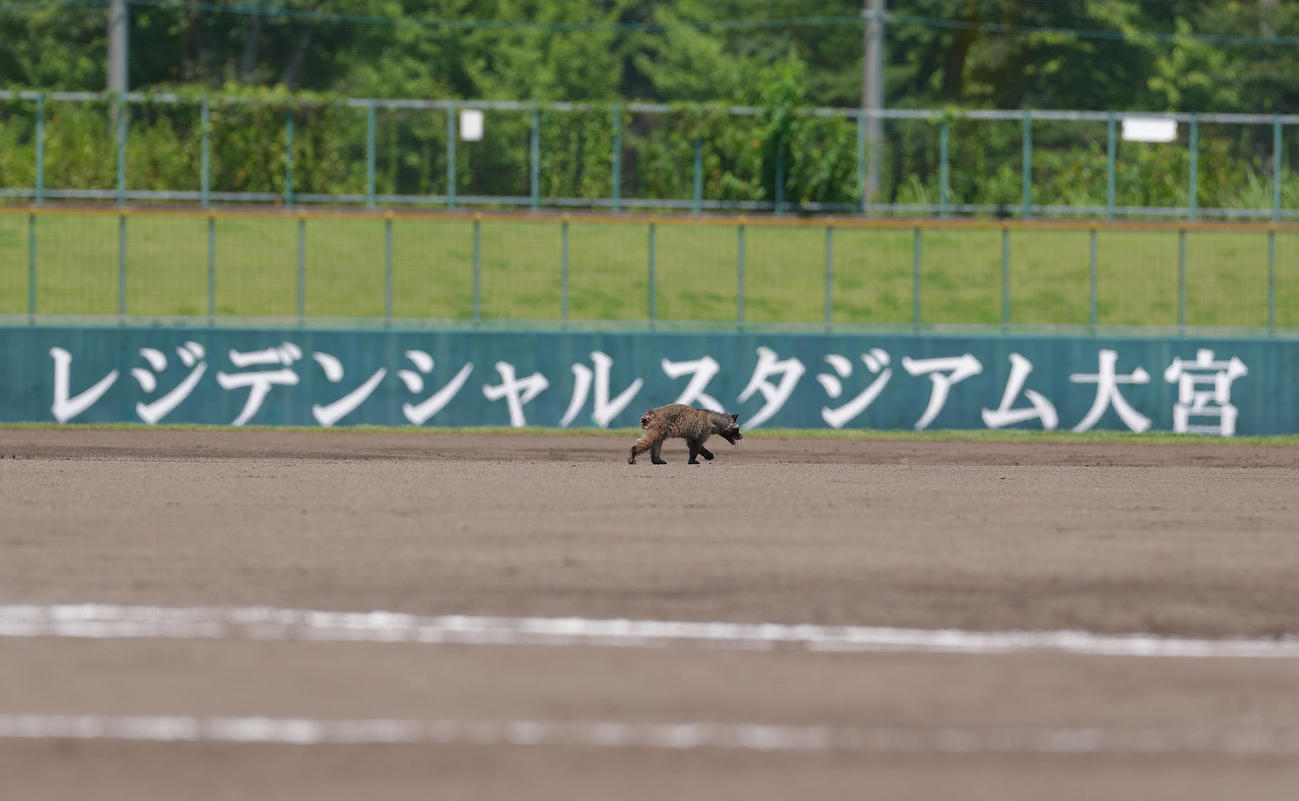 山村学園対西武台　ハクビシンがグラウンドに侵入し、試合が一時中断する（撮影・足立雅史）