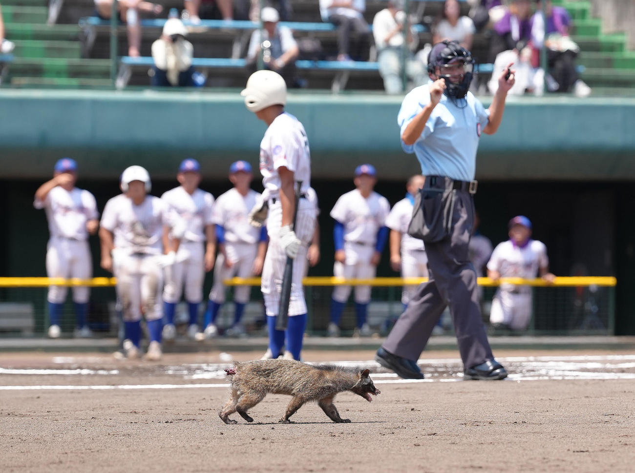 山村学園対西武台　ハクビシンがグラウンドに侵入し、試合が一時中断する（撮影・足立雅史）