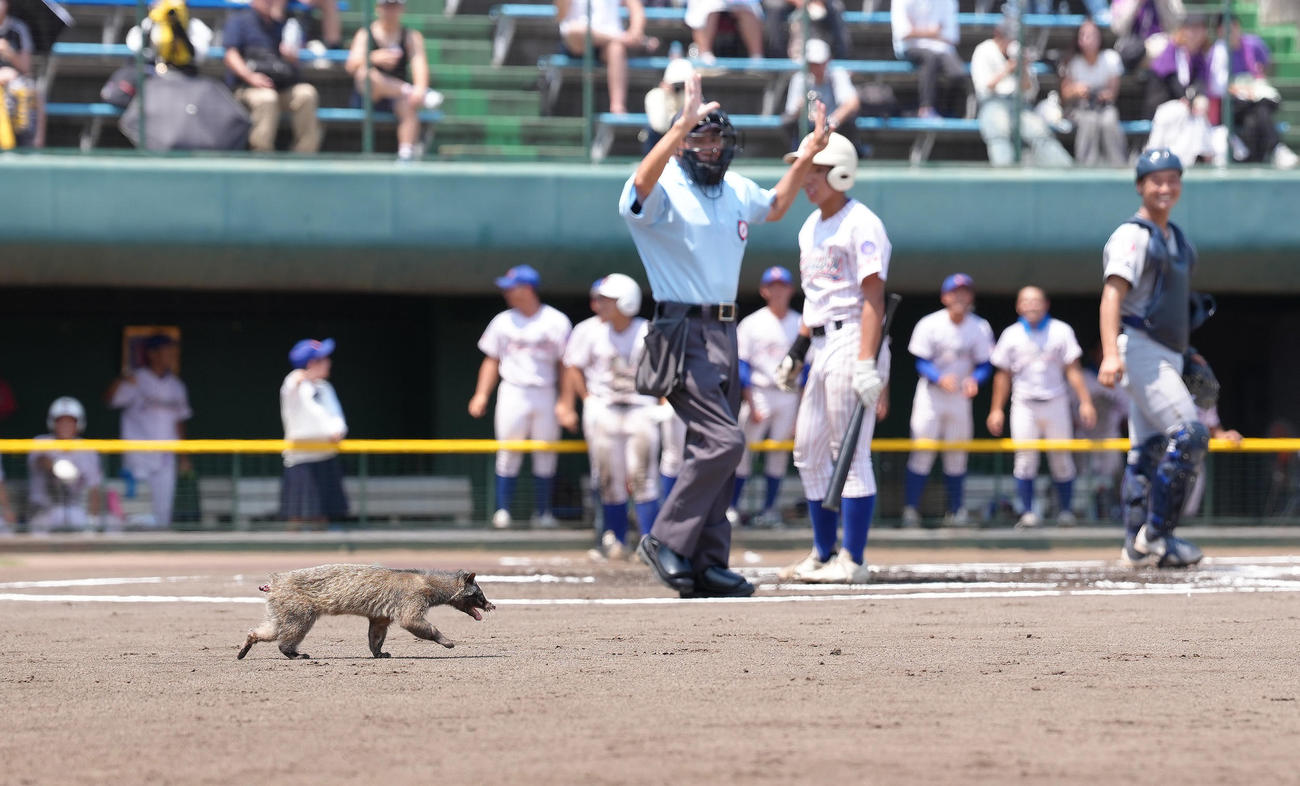山村学園対西武台　ハクビシンがグラウンドに侵入し、試合が一時中断する（撮影・足立雅史）