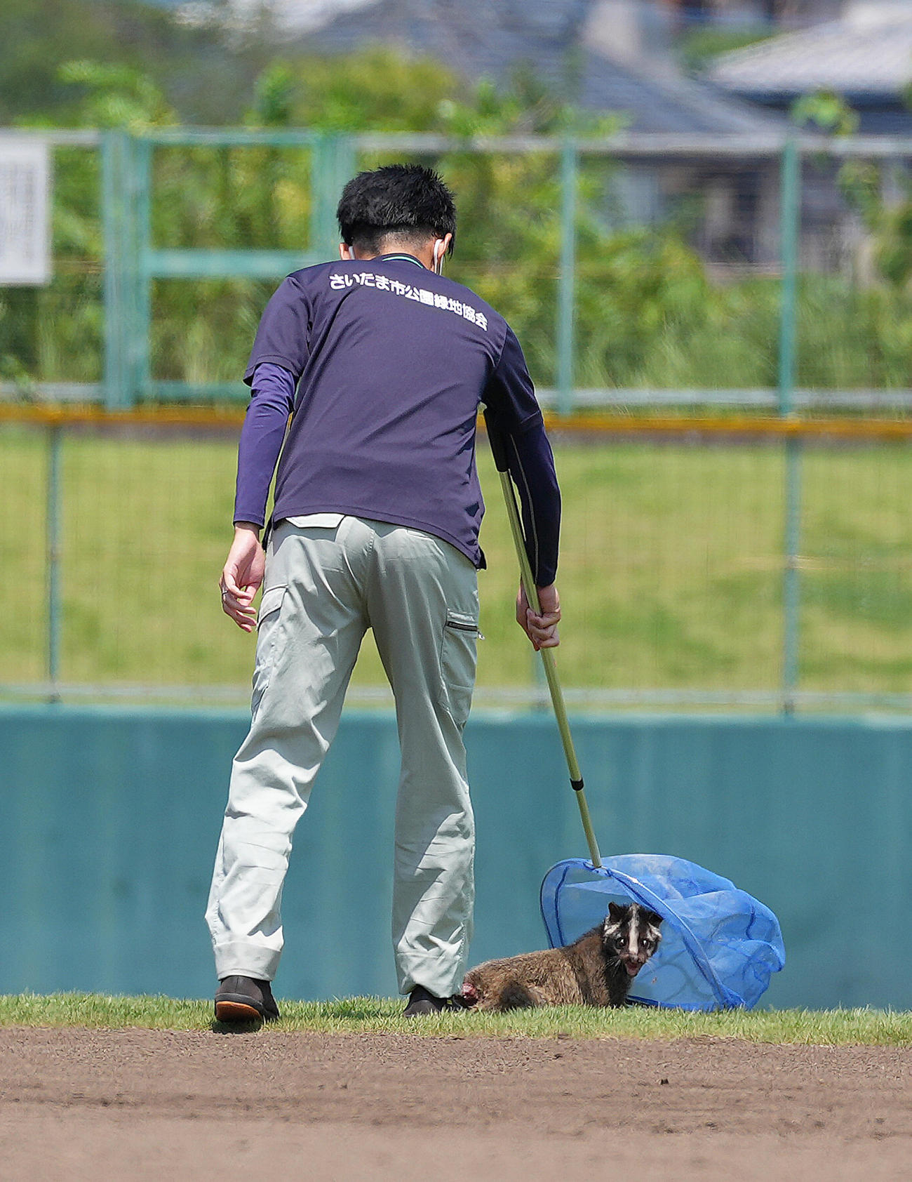 山村学園対西武台　グラウンドに侵入したハクビシンを捕獲する係員（撮影・足立雅史）