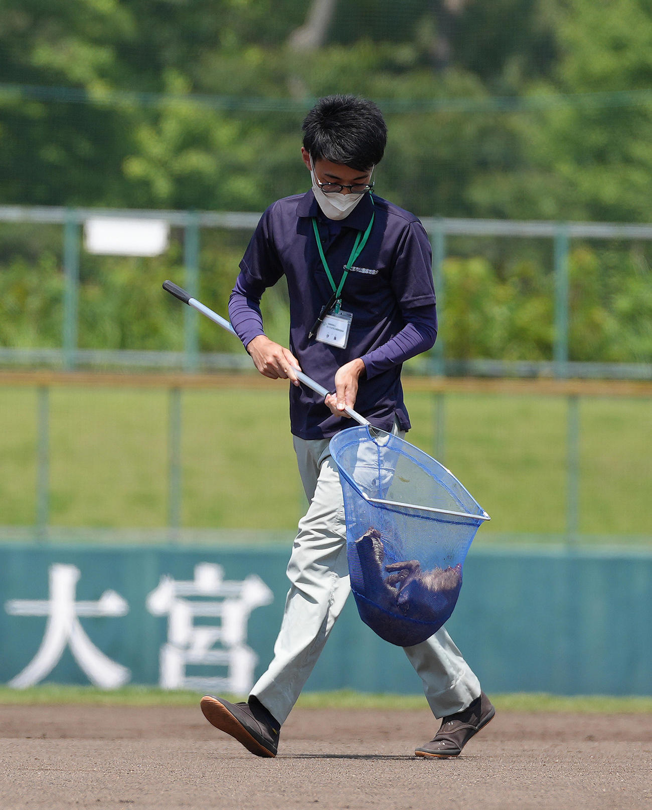 山村学園対西武台　グラウンドに侵入したハクビシンを捕獲する係員（撮影・足立雅史）
