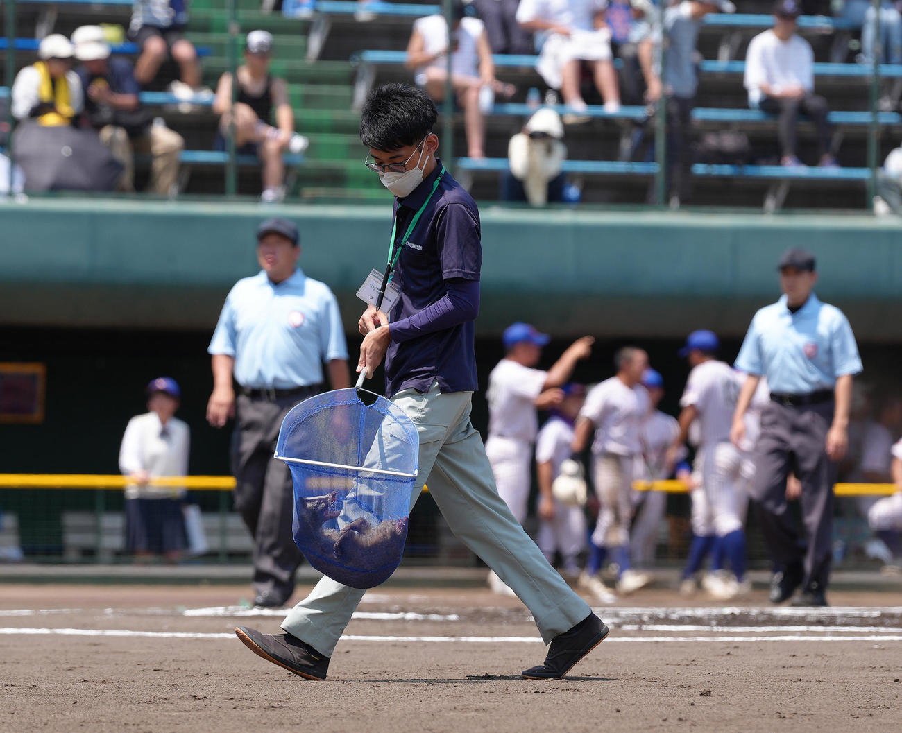 山村学園対西武台　グラウンドに侵入したハクビシンを捕獲する係員（撮影・足立雅史）