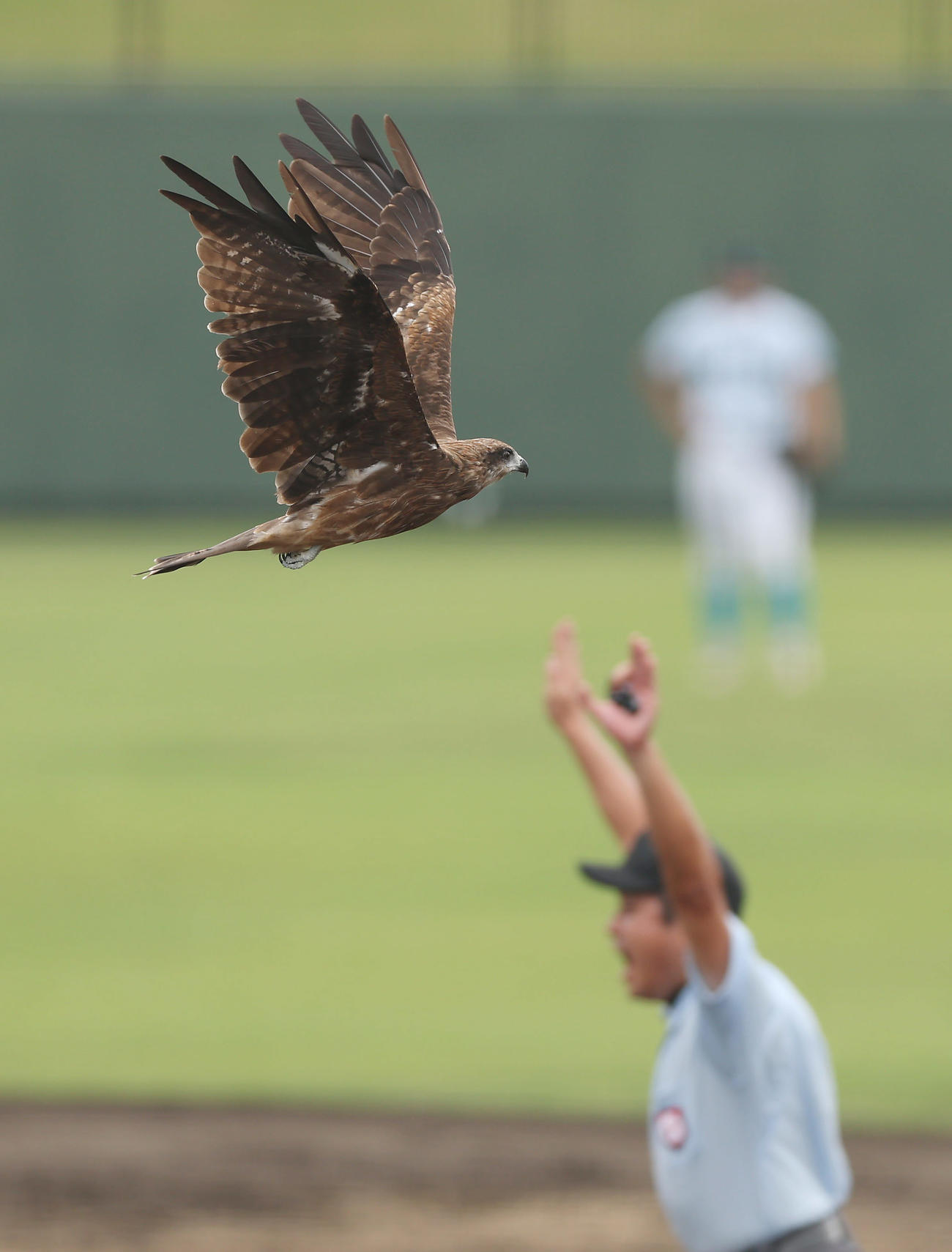 山梨学院対尽誠学園　試合中のグラウンドに飛来したとんび（撮影・前田充）
