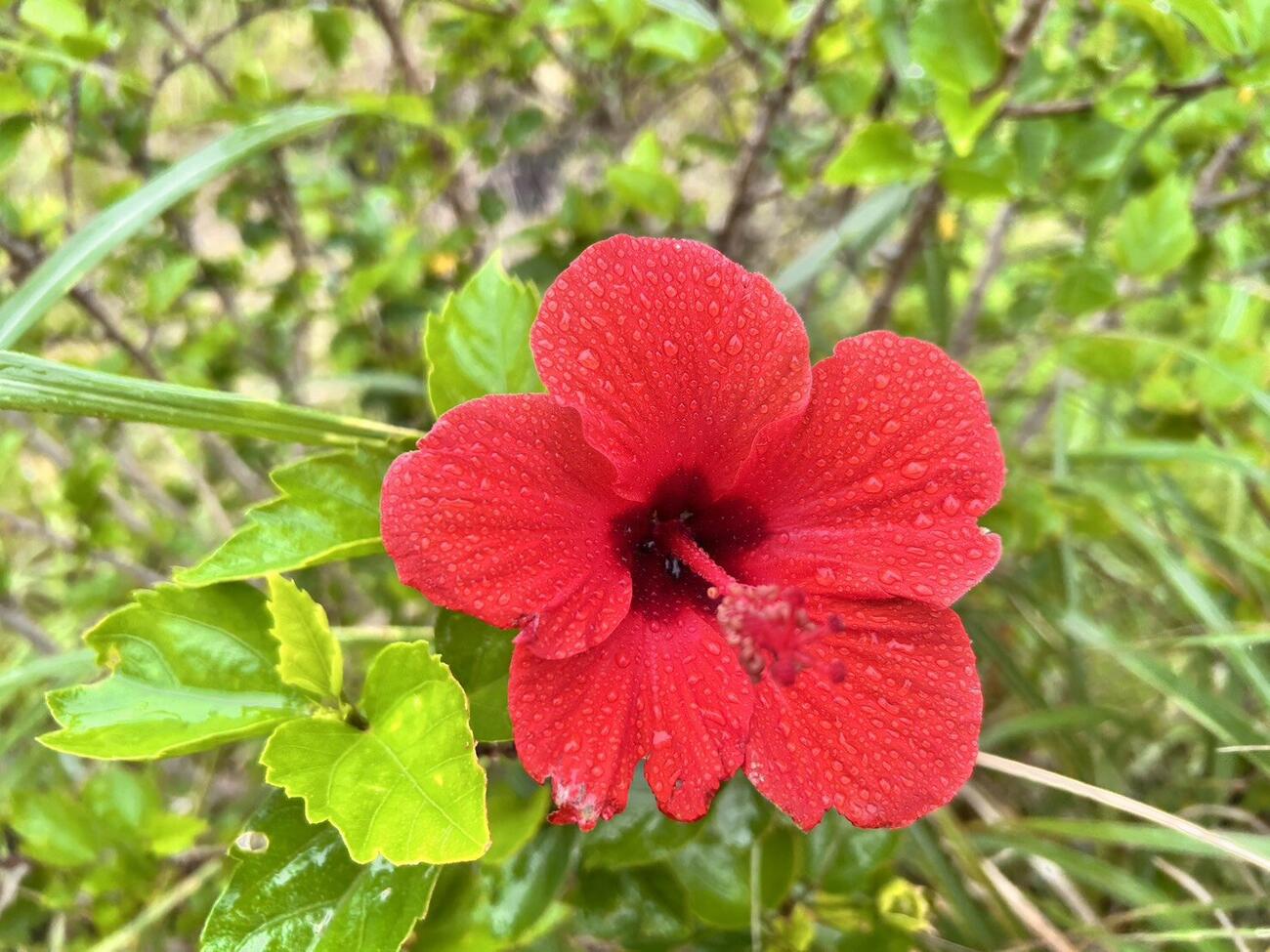八丈島にはきれいな花が咲いている（撮影・平山連）