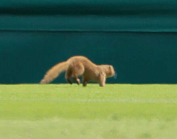 長崎日大対有明　クーリングタイム中に甲子園球場のグラウンドを小動物が駆ける（撮影・上山淳一）