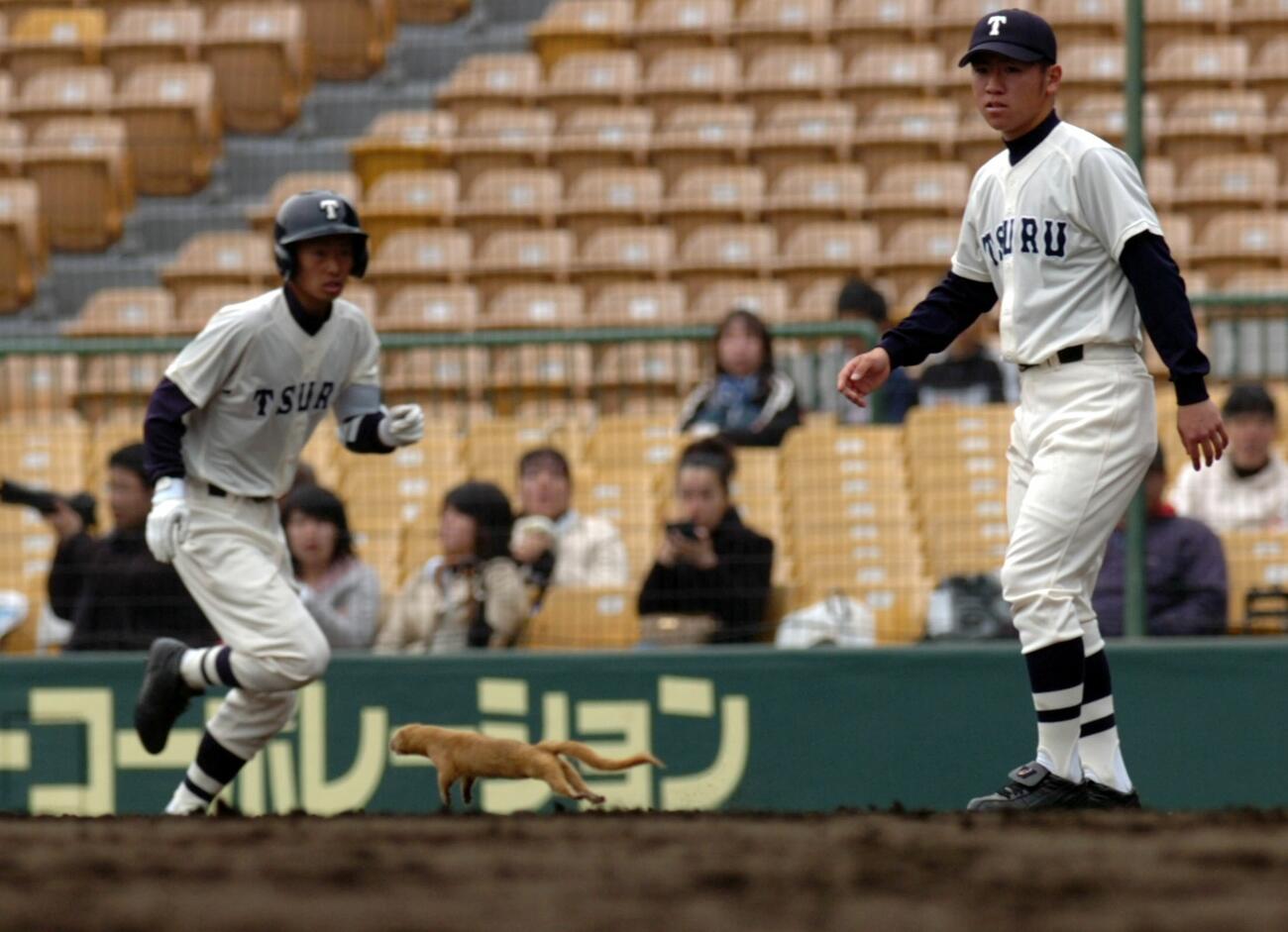 都留対今治西　5回表都留1死三塁、グラウンドに出現したイタチ＝阪神甲子園球場（2007年3月24日撮影）