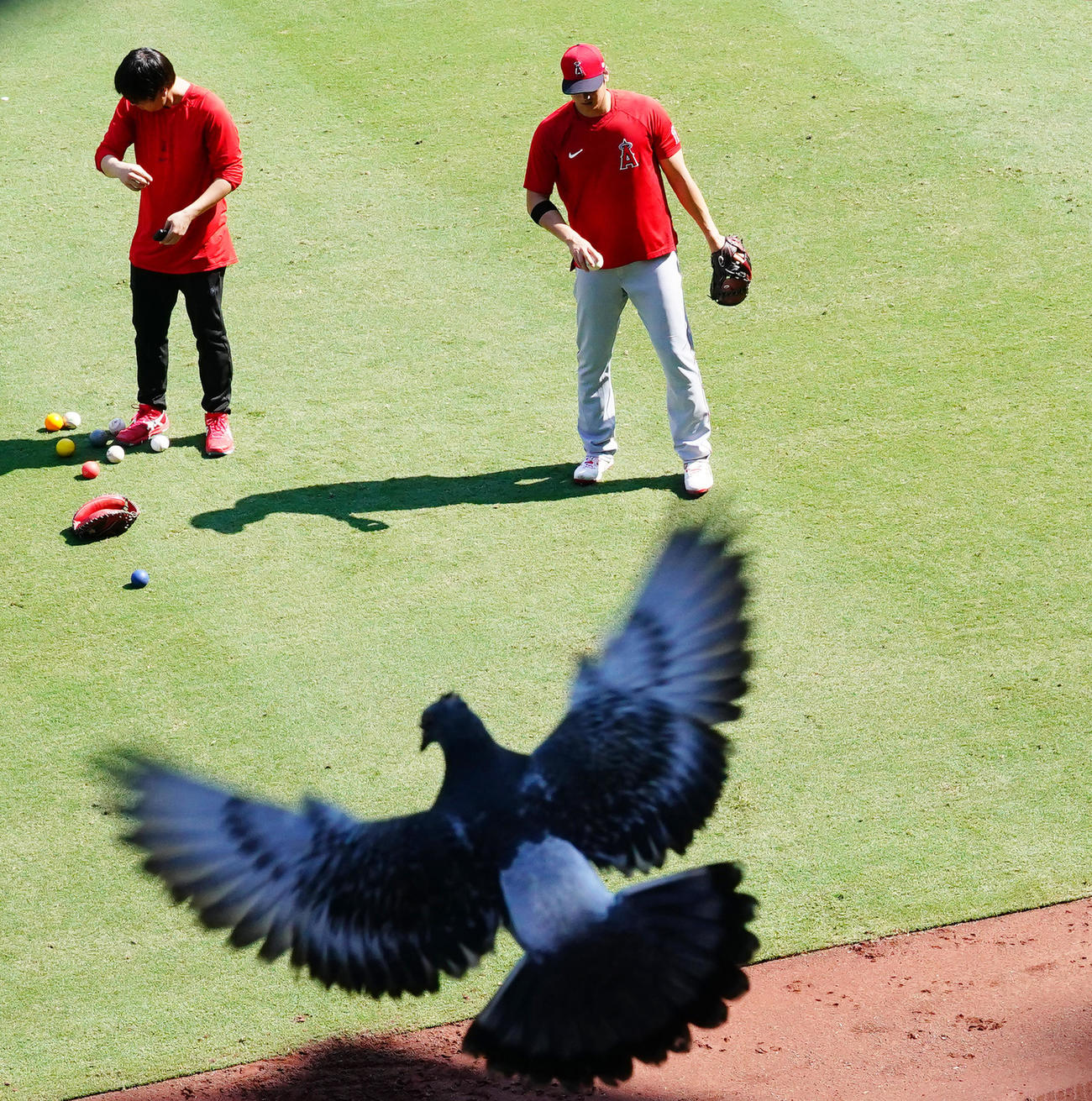 9月8日のパドレス戦の試合前、飛び立つハトを前に調整するエンゼルス大谷（撮影・菅敏）