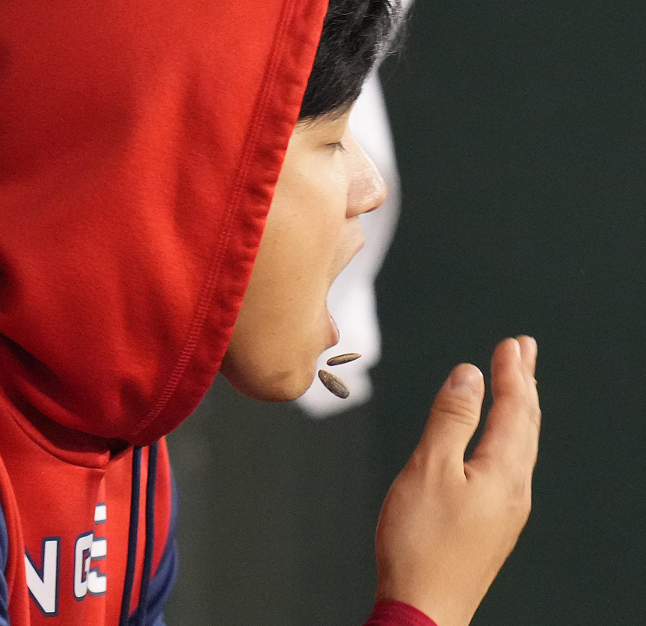 10月3日のアスレチックス戦で打席を終えベンチに戻った大谷は、ひまわりの種を口の中に投げ入れる（撮影・菅敏）