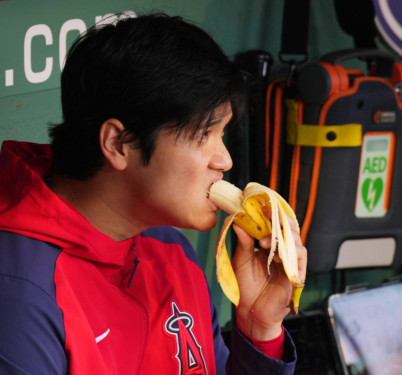 2口目です。再び大きな口を開けバナナをかぶりつくエンゼルス大谷（撮影・菅敏）