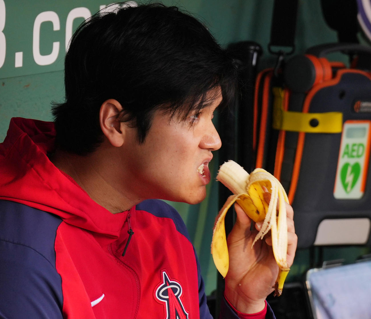 2口目です。再び大きな口を開けバナナをかぶりつくエンゼルス大谷（撮影・菅敏）
