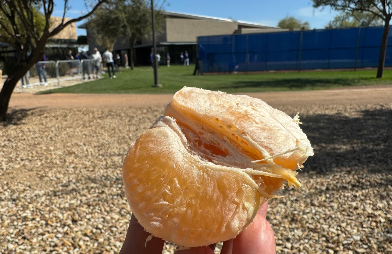 ドジャースキャンプ地に実るグレープフルーツ。スタッフさんのお言葉に甘えて頂きます！（撮影・菅敏）
