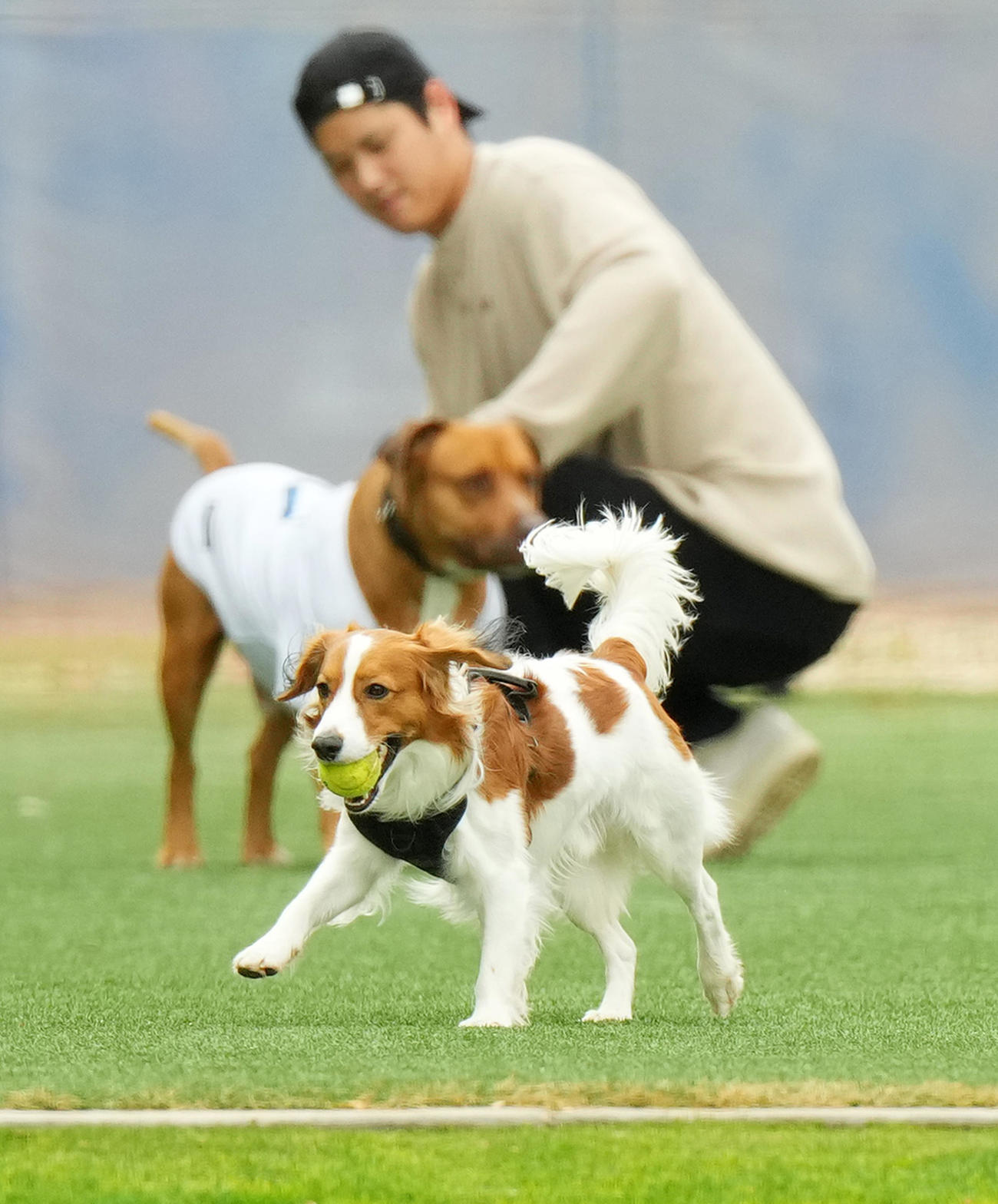 キャンプ地で走り回るデコピンと山本の愛犬の世話にをする大谷（撮影・菅敏）