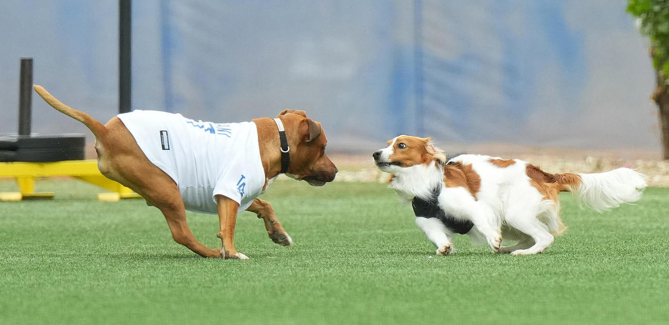 ドジャースの広いキャンプ地を走り回る大谷の愛犬デコピンと山本の愛犬（左）（撮影・菅敏）