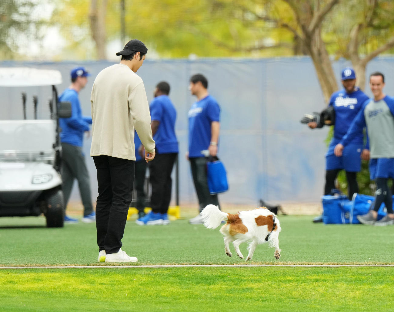 デコピンに「お回り」と指示を出す大谷（撮影・菅敏）