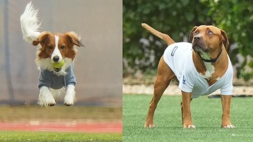 キャンプ地で元気に遊ぶデコピンくん（左）と山本由伸の愛犬（撮影・菅敏）