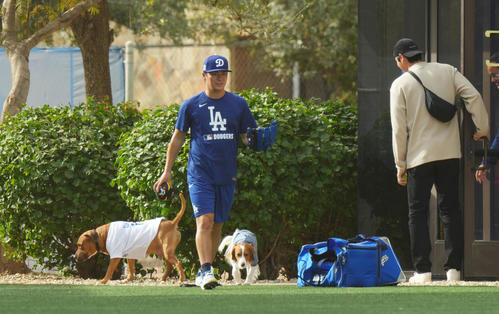 キャンプ地で休暇をデコピンくんと過ごすドジャース大谷（右）と愛犬を連れて練習する山本（撮影・菅敏）