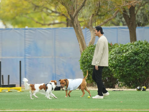「ワン！」と吠え、大谷に遊んでもらうデコピンに加わる山本の愛犬（撮影・菅敏）