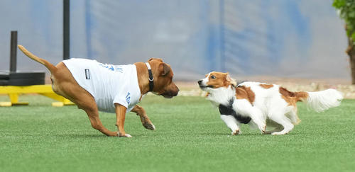 ドジャースの広いキャンプ地を走り回る大谷の愛犬デコピンと山本の愛犬（左）（撮影・菅敏）