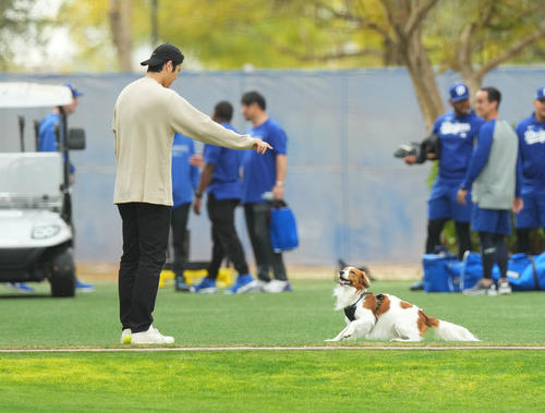 デコピンに「お回り」と指示を出す大谷（撮影・菅敏）