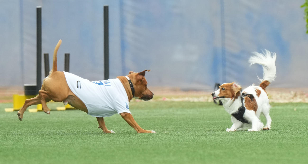 2025年2月、キャンプ地で遊ぶ山本の愛犬・カルロス君と大谷の愛犬・デコピン君（右）（撮影・菅敏）