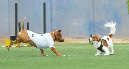 2025年2月、キャンプ地で遊ぶ山本の愛犬・カルロス君と大谷の愛犬・デコピン君（右）（撮影・菅敏）