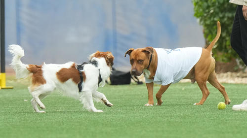 2025年2月、キャンプ地で遊ぶ山本の愛犬・カルロス君と大谷の愛犬・デコピン君（左）（撮影・菅敏）
