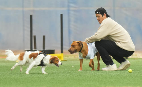 2025年2月、大谷（右）になでられる山本の愛犬・カルロス君。左はデコピン君（撮影・菅敏）