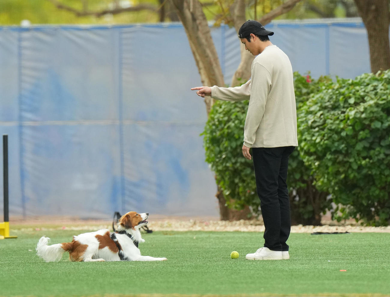 2月9日、キャンプ地でデコピンくんに「伏せ！」と指示するドジャース大谷（撮影・菅敏）